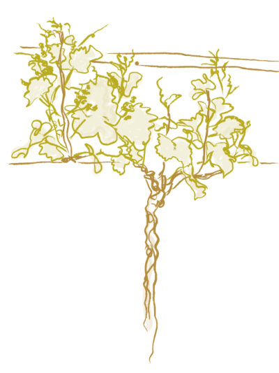 Riesling