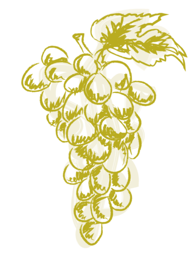 Grüner Veltliner
